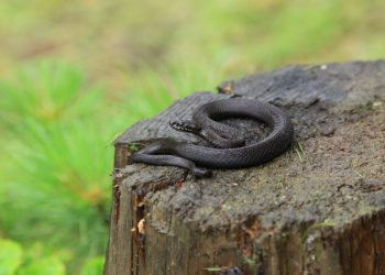 Зустріч із гадюкою