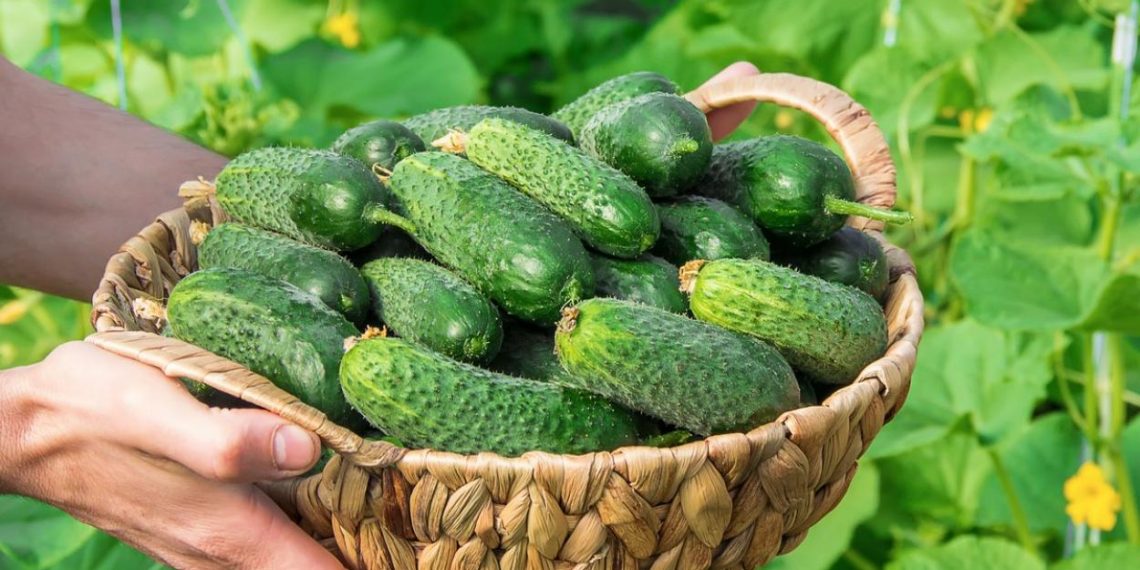 Як довго зберегти огірки свіжими