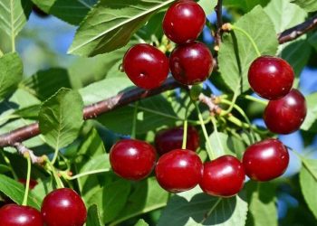 Чому всихає вишня?