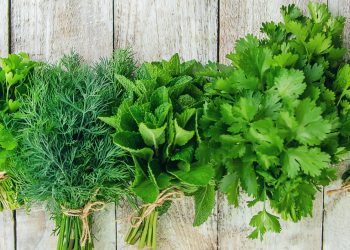 Як мати свіжу зелень все літо