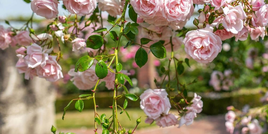 Липень на городі, в саду та квітнику