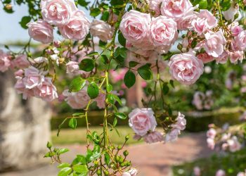 Липень на городі, в саду та квітнику