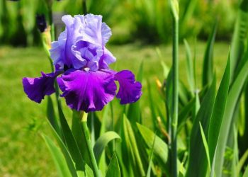 Ірисам час розселятися