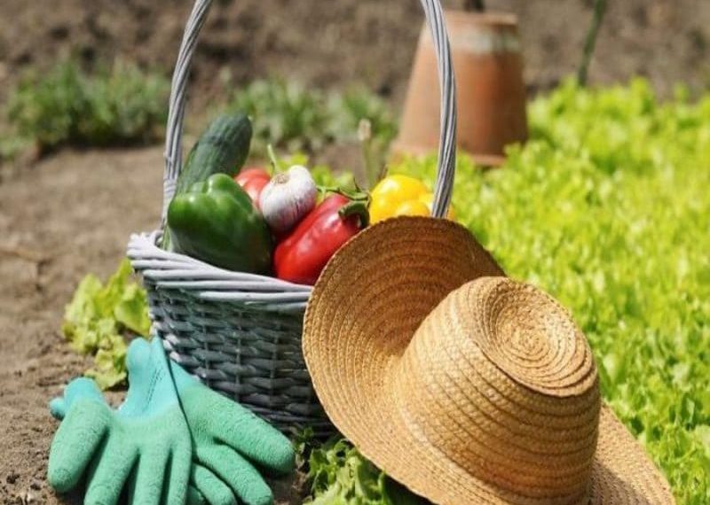 Серпневі роботи у саду та на городі