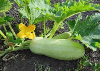 Чому пропадає зав’язь у кабачків