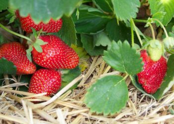 Чи варто скошувати полуницю?