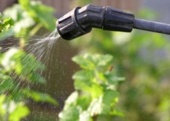 Який купорос кращий: залізний чи мідний