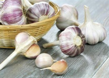 Коли вибирати озимий часник