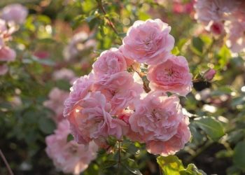 Коли троянди відцвітають, їх одразу потрібно видалити