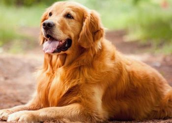 Чим захистити собаку від мух