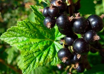 Урожай зібрали? Кущі смородини потрібно обрізати