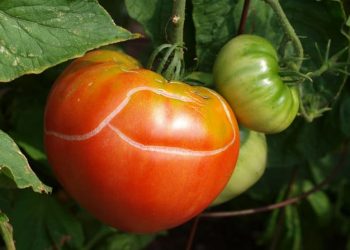 3 причини, чому тріскаються помідори
