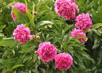 Середина серпня та початок вересня — ідеальний час для пересадки півоній