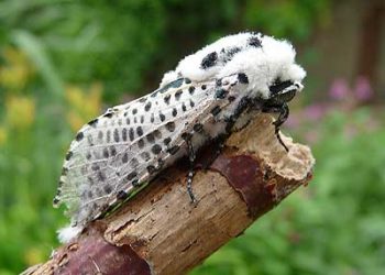 В’їдлива червиця: як позбутися?