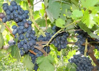 Захистіть виноград від ос