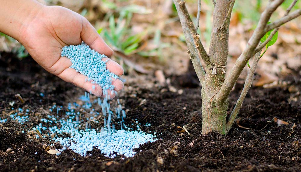 Чим “підгодувати” дерева у серпні