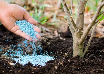 Чим “підгодувати” дерева у серпні