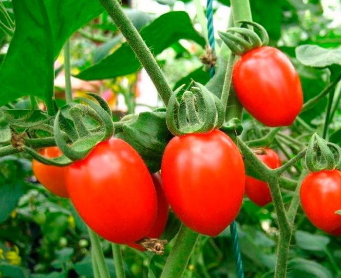 Як прискорити дозрівання овочів