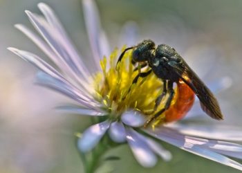 Земляні бджоли: позбуватися чи ні?