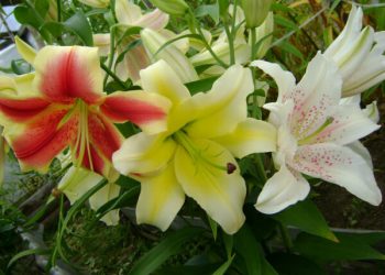 Коли обрізувати квітконоси в лілій?