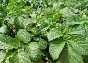 Навіщо скошувати картопляне бадилля