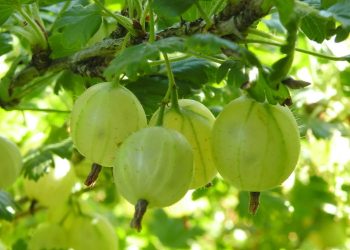 Час висаджувати живці смородини та агрусу