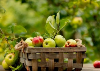 Вересень у саду, на городі, квітнику