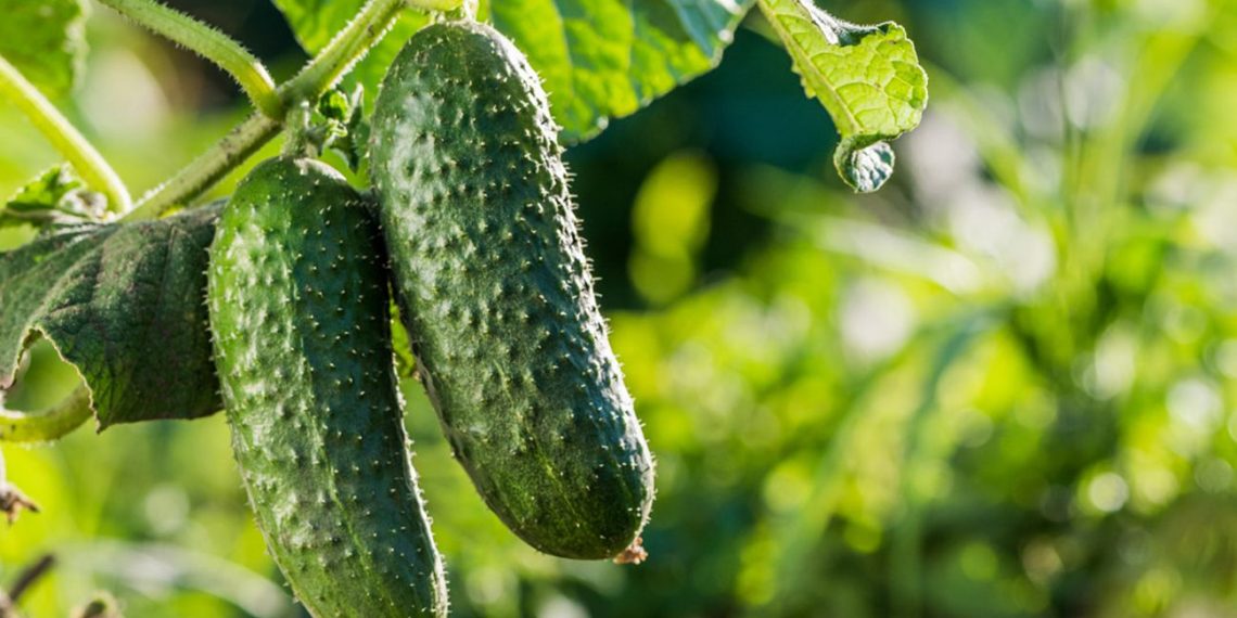 Чому в’яне листя огірків та як цьому зарадити?
