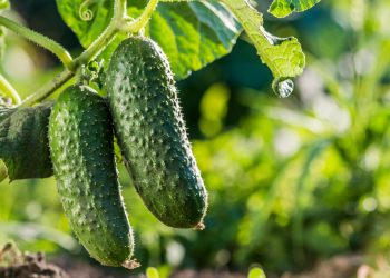 Чому в’яне листя огірків та як цьому зарадити?