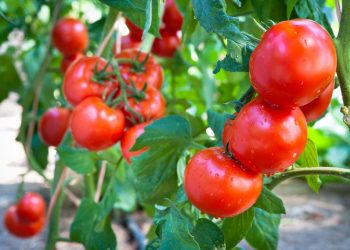 Як врятувати помідори від сирої погоди