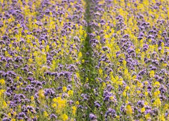 Після збирання врожаю посійте сідерати