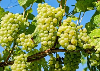 Шкідники винограду: як з ними боротися