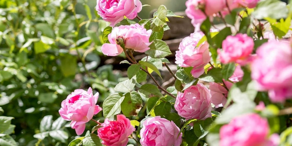 Чи можна у серпні пересаджувати троянди