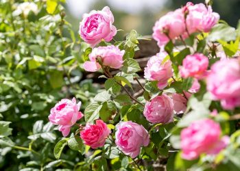 Чи можна у серпні пересаджувати троянди