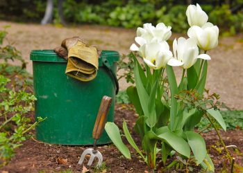 Висаджувати тюльпани восени можна навіть у жовтні