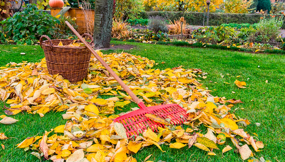 Пристовбурні кола дерев підготуйте до зими