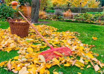 Пристовбурні кола дерев підготуйте до зими