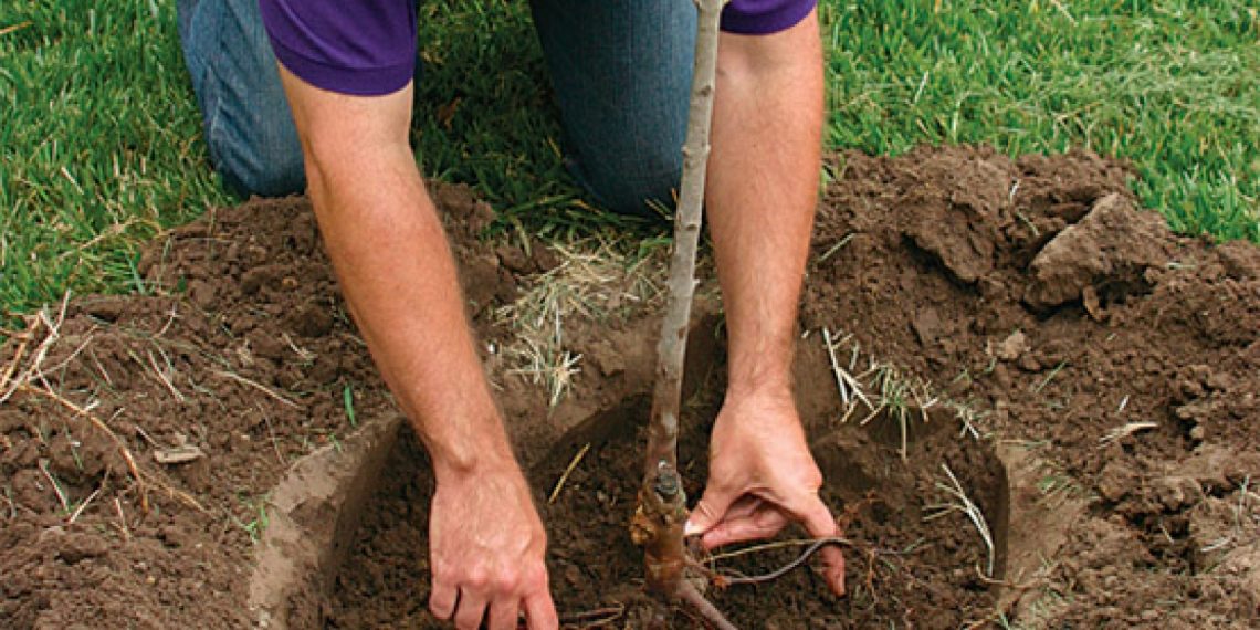 Осіння посадка: починаємо із саджанців