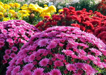 Жовтень у саду, на городі, квітнику