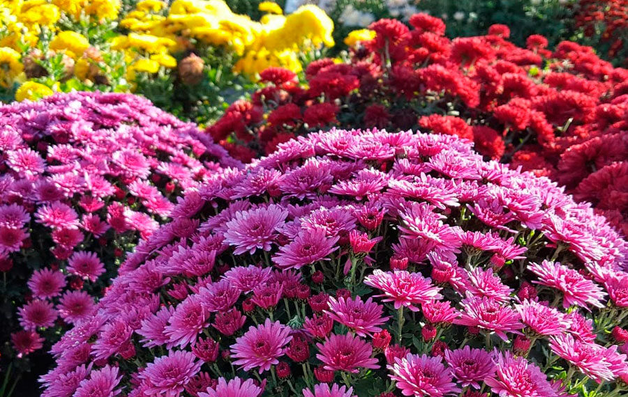 Жовтень у саду, на городі, квітнику