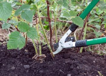 Коли і як видаляти поросль