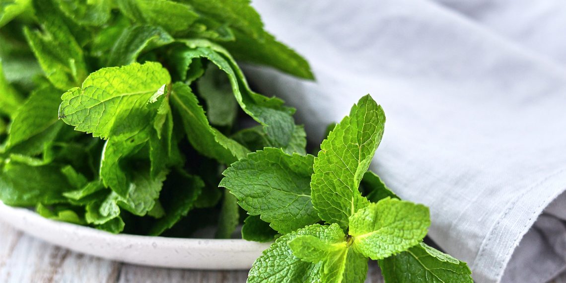 М’ята допоможе при стенокардії
