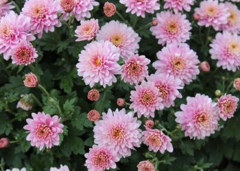 У вересні час ділити хризантеми