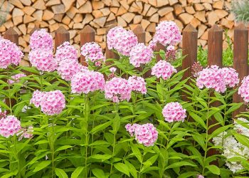 Подбайте про флокси