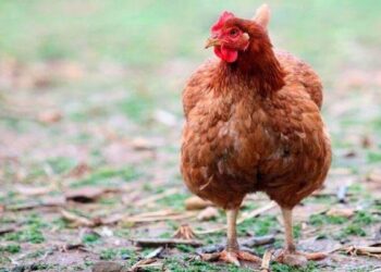 Курка має нестися в гнізді