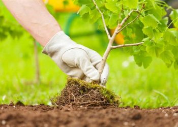 Як правильно садити дерева та кущі