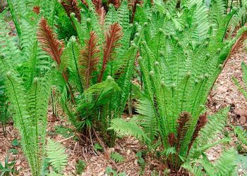 Страусник висадіть біля водойми