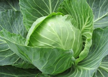 Що робити, якщо капусту вподобав слимак