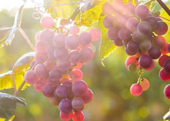 У вересні час висаджувати нові сорти винограду