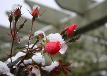 Час готувати троянди до зими: 5 важливих робіт